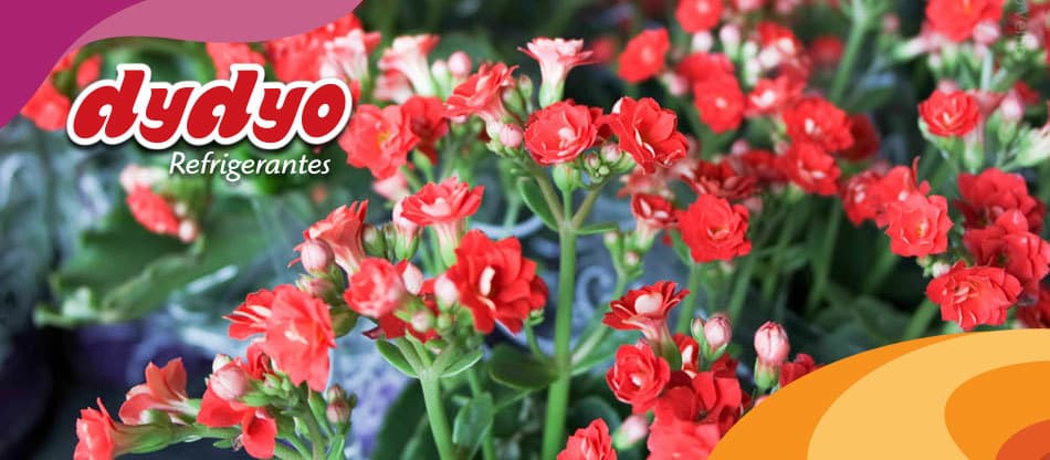 7º Festival das Flores de Holambra em Porto Velho