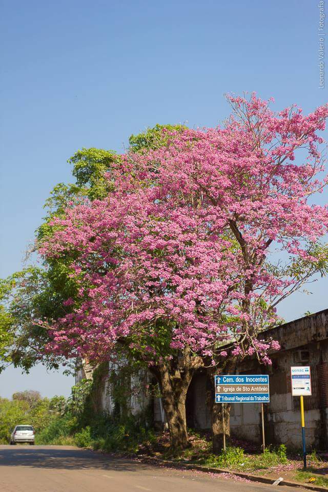 Ipês Porto Velho (1)