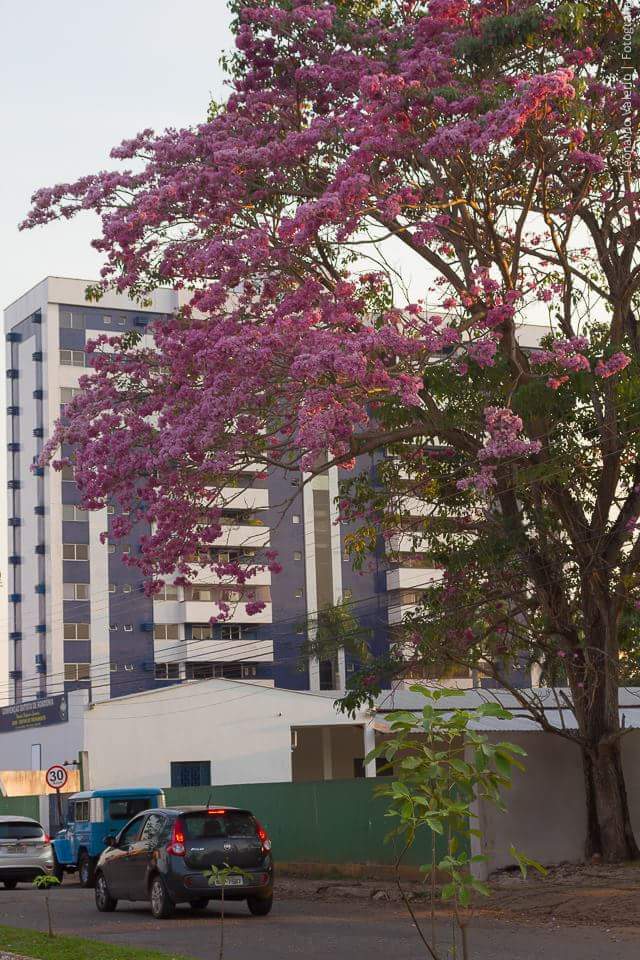 Ipês Porto Velho (3)
