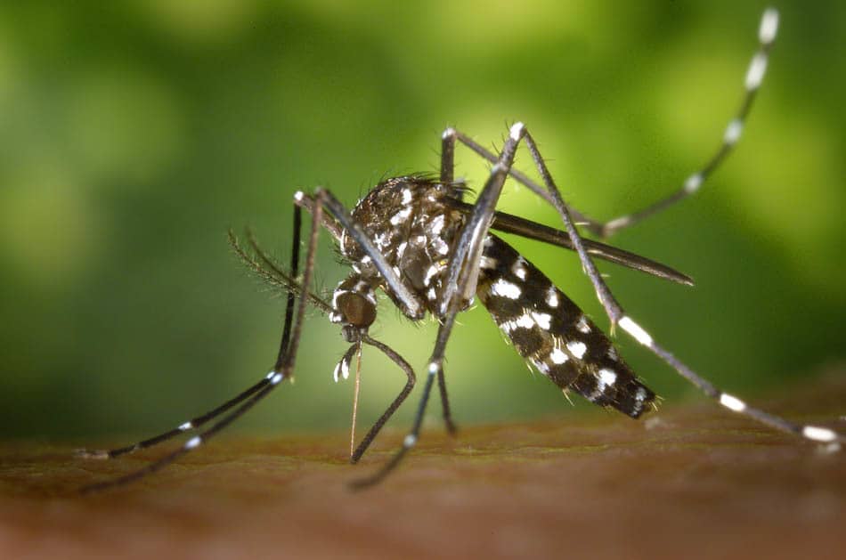11022016-CDC-Gathany-Aedes-albopictus-1